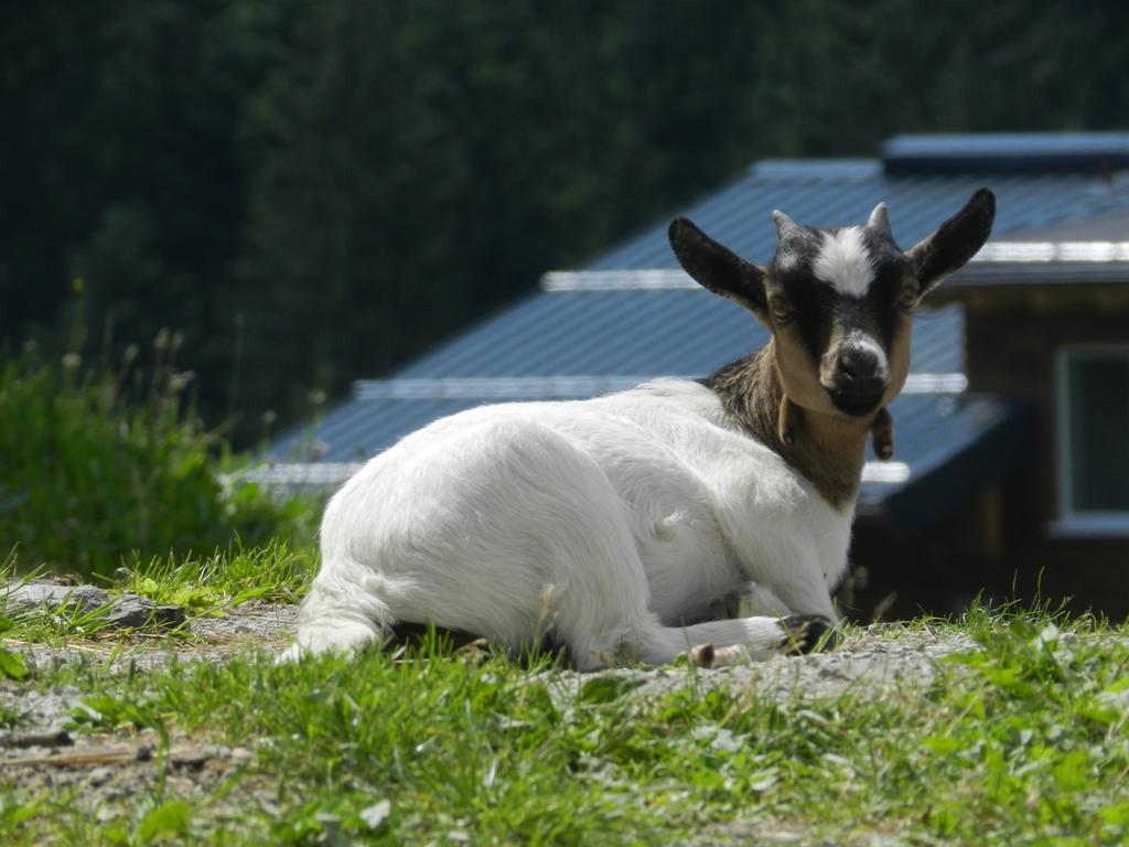 Blasbichlerhof Ramsau am Dachstein Esterno foto